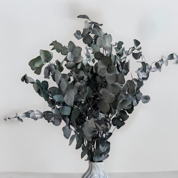 Stabiliseret eukalyptus - Ask (Cinerea) - Grøn