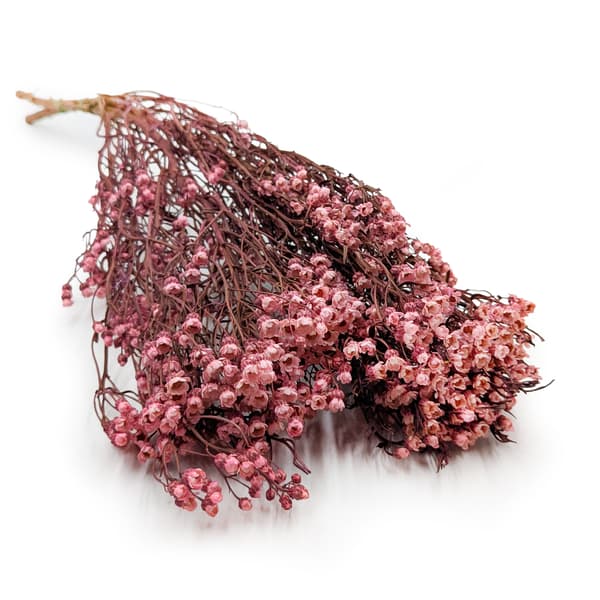 Oxodia Dried - Vaaleanpunainen
