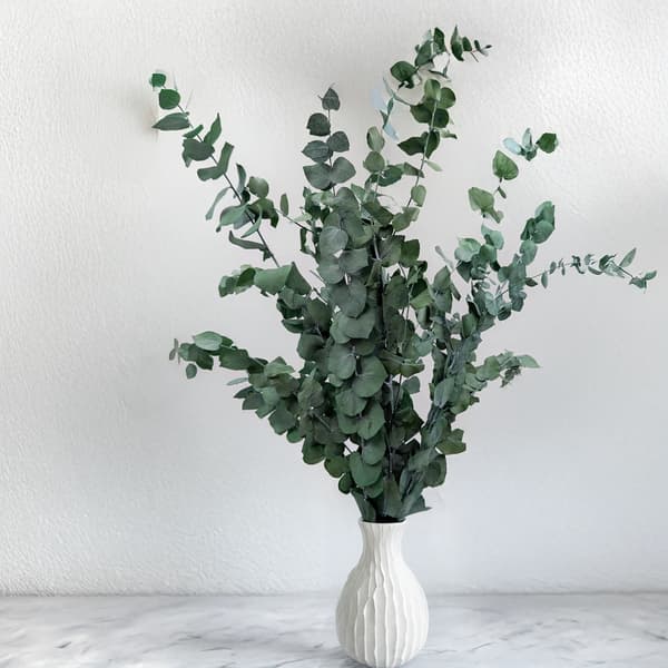 Stabiliseret eukalyptus - Stuartiana - Grøn