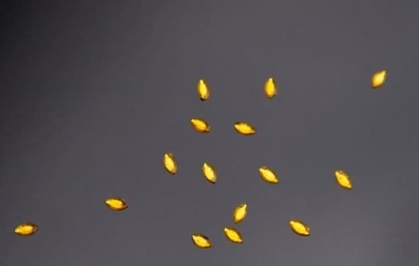 Strassapplikation - guldfärgad tår, 6 mm, 50 st.