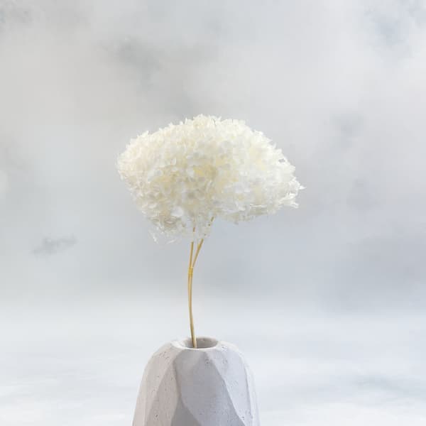 Stabiliserad hortensia (Hydrangea Cabeza) - Royal - Blekt