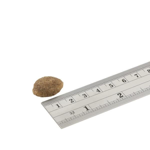 Fish4Dogs Superior Senior Torrfoder för hundar 12 kg Lax