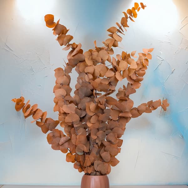 Stabiliseret eukalyptus - Stuartiana - Orange