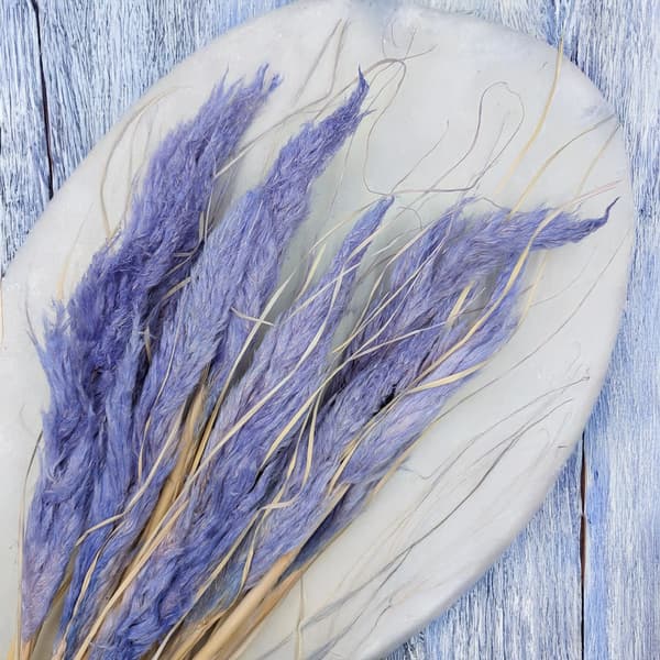 Mini Pampasgræs - Lavendel - 10 stk.