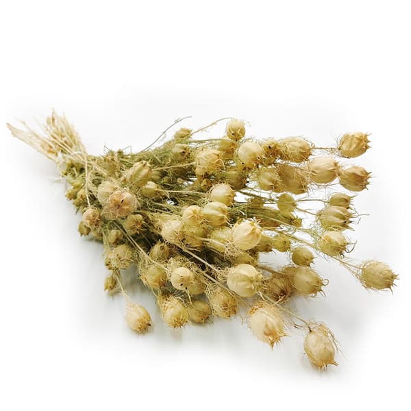 Tørret sort spidskommen - (Nigella Damascena) - Grøn