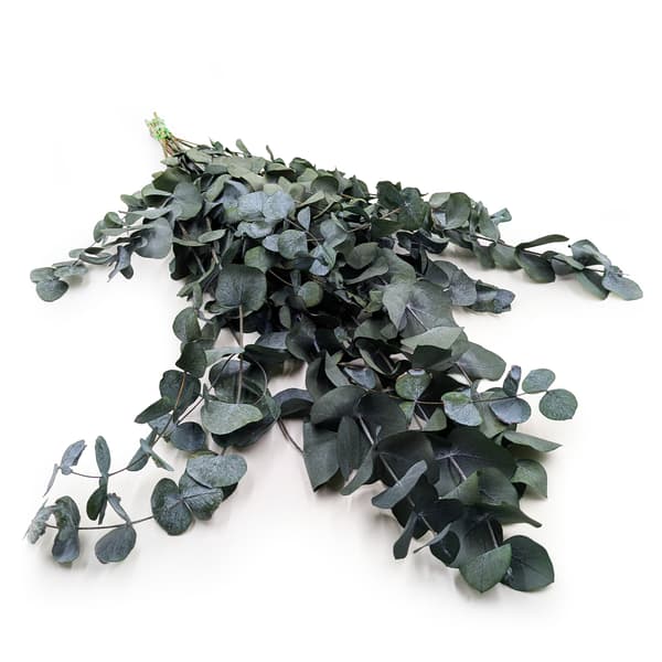 Stabiloitu eukalyptus - Cinerea - Vihreä