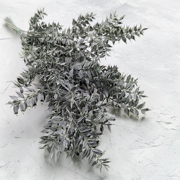 Stabiloitu Ruscus - (Ruscus) - Mattavihreä