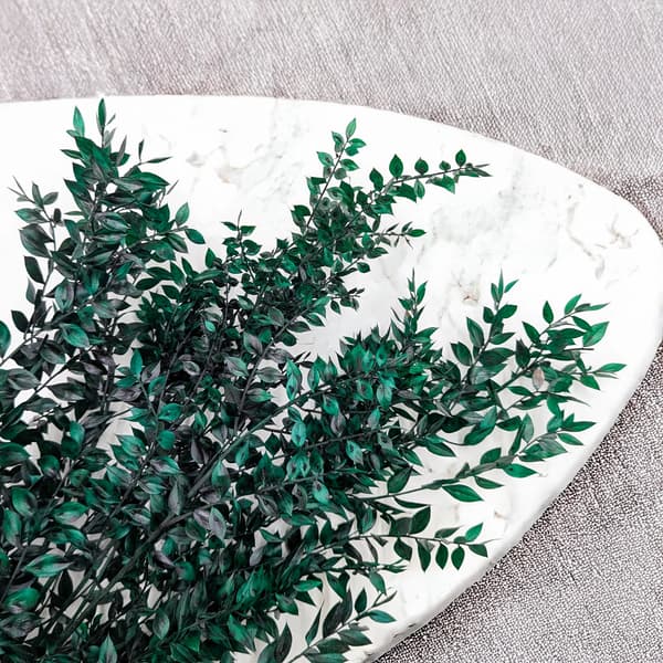 Stabiliseret Ruscus - (Ruscus) - Grøn