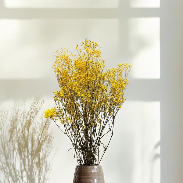 Stabiliserad Gypsophila - Pastellgul