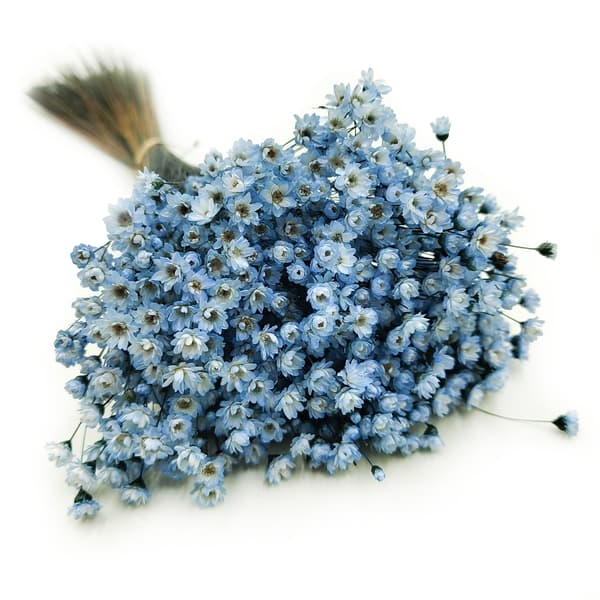 Tørret Glixia - (Glycine Comanthera) - Blå