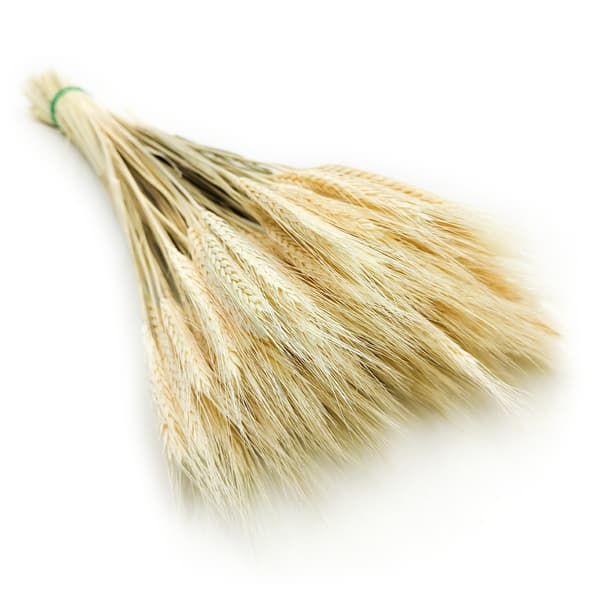 Tørret triticale - bleget