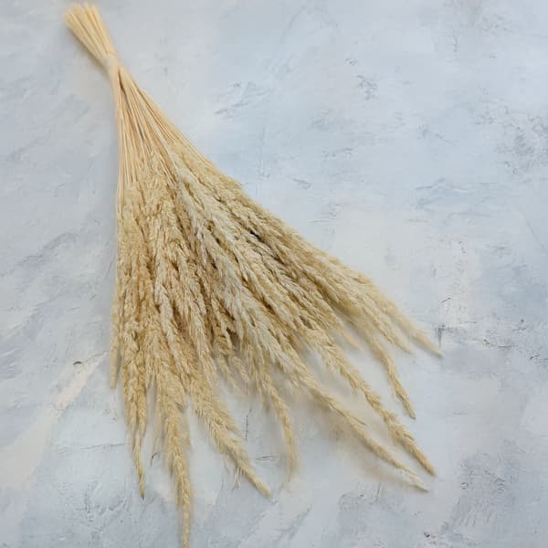 Sandrörsgräs (Calamagrostis epigejos) - Vit