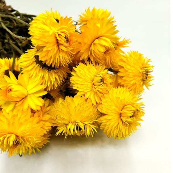 Tørret Helichrysum Granvia® - (Helichrysum Granvia®) - Gul