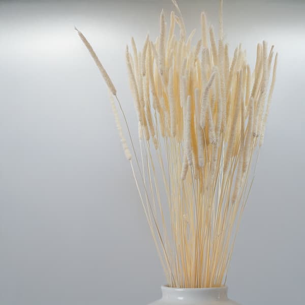 Tørret græs - Timothe (Phleum) - Bleget