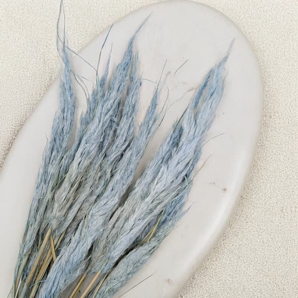Mini Pampas-ruoho - sininen - 10 kpl -
