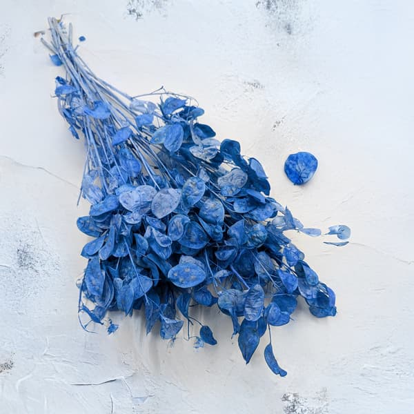 Måneblomst - (Tørret Lunaria) - Blå
