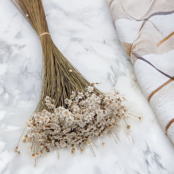 Torkad Glixia - (Comanthera, Glyxia) - Naturvit