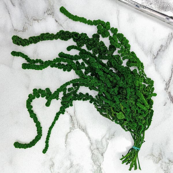 Stabiliserad sfärisk amarant - Amaranth - Grön