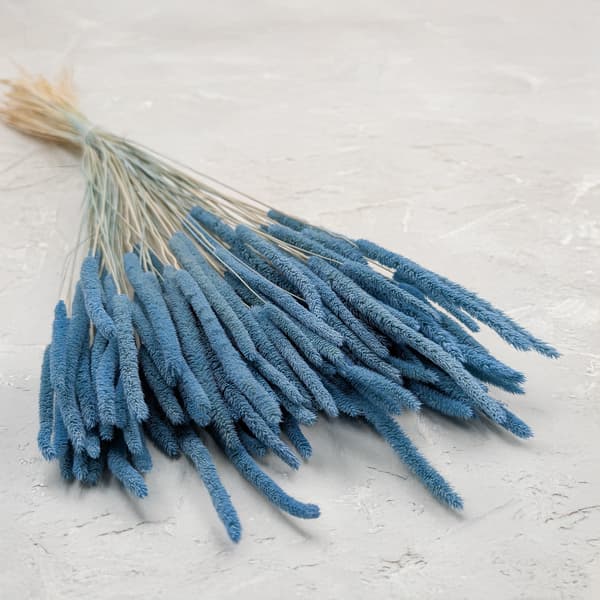 Tørret græs - Timothe (Phleum) - Blå