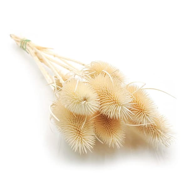 Tørret Tidsel - (Teasel) - Bleget