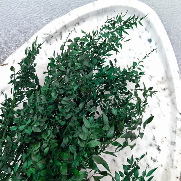 Kuivattu ruscus - (Ruscus) - Vihreä