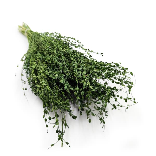 Lepidium (Lepidium sativum) - Pullonvihreä