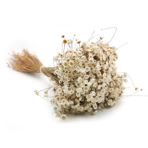 Torkad Glixia - (Comanthera, Glyxia) - Naturvit