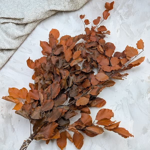 Stabiliseret bøg (Faggio) - Orange
