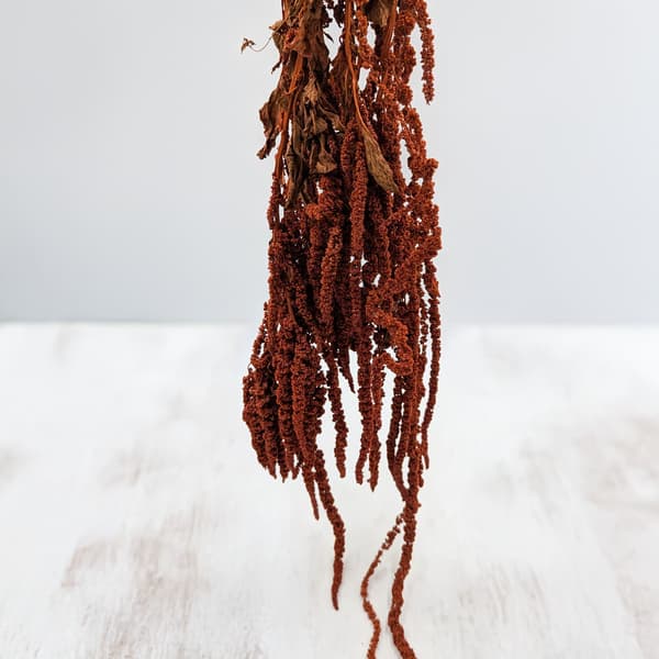 Stabiliserad amarant - Amaranth - Mörk terrakotta
