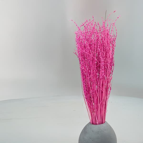 Lepidium (Lepidium sativum) - Fuchsia