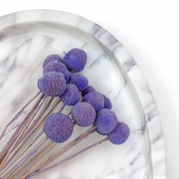 Torkad Craspedia - (Craspedia Extra) - Lavendel - bukett om 15