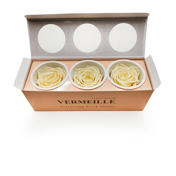 Stabiliseret rose - Pastelgul - XL - 3 stk.