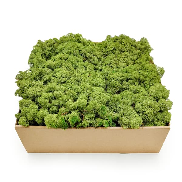 Rensdyrmos - Norge - Mellemgrøn 50g NETTO