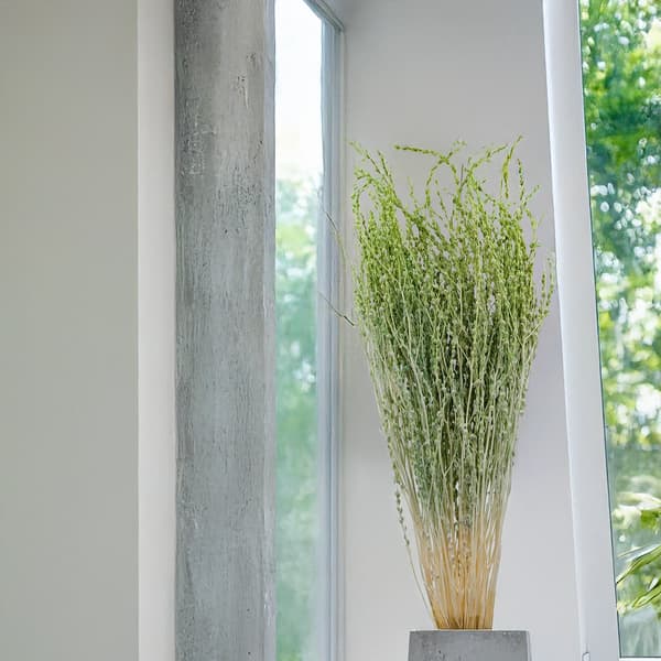 Lepidium (Lepidium sativum) - Grön