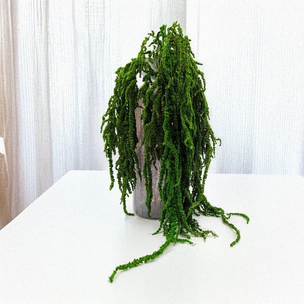 Stabiloitu amarantti - Amarantti - Vihreä