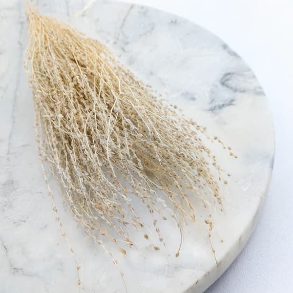 Lepidium (Lepidium sativum) - Blekt