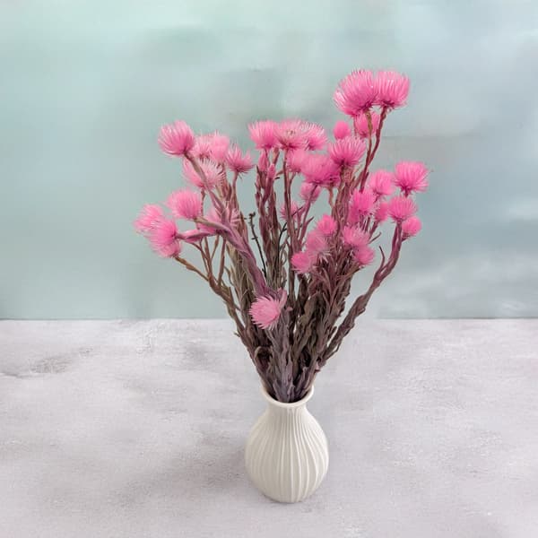 Kaaps Blomst - Phaenocoma prolifera - (Kap-stråblomst) - Lys pink