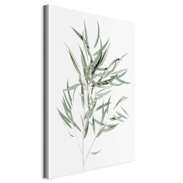Billede - Eucalyptus nicholii (enkelt) stående