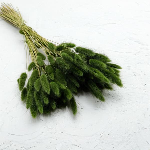 Kuivatut Lagurus - Lagurus ovata - tummanvihreä