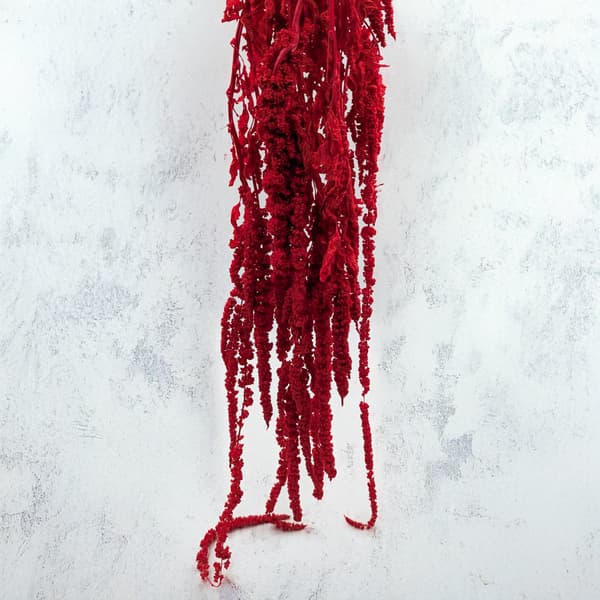 Stabiliseret amarant - Amaranth - Rød