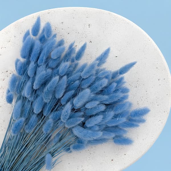 Tørret Lagurus - Lagurus ovata - Azure