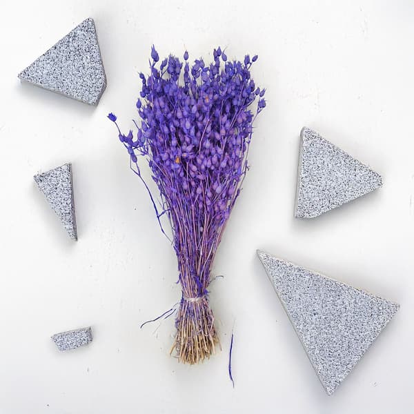 Silene - Laventeli