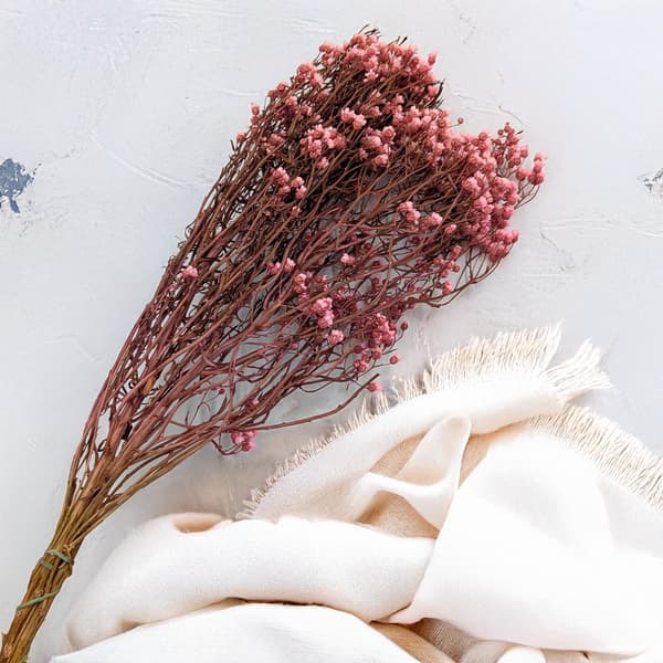 Oxodia Dried - Ljusrosa