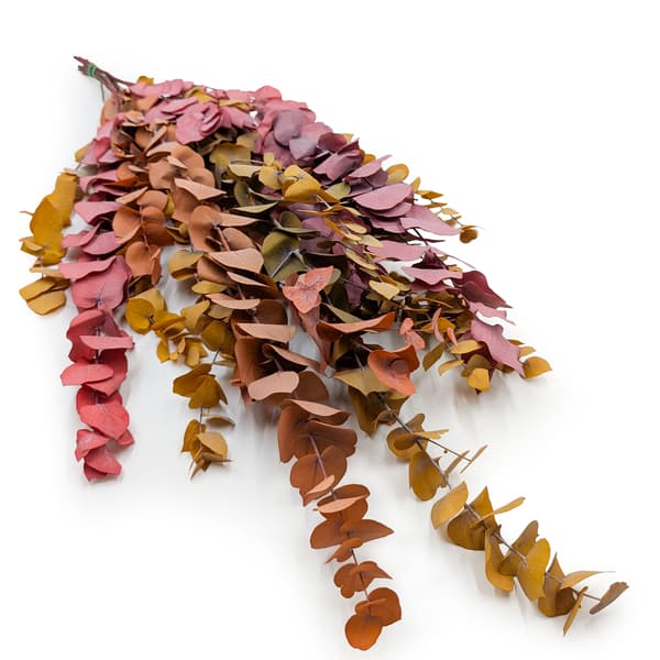 Stabiliseret eukalyptus - Stuartiana - Efterår