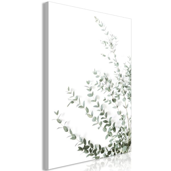 Bild - Eukaliptus Parvifolia (endel) vertikal
