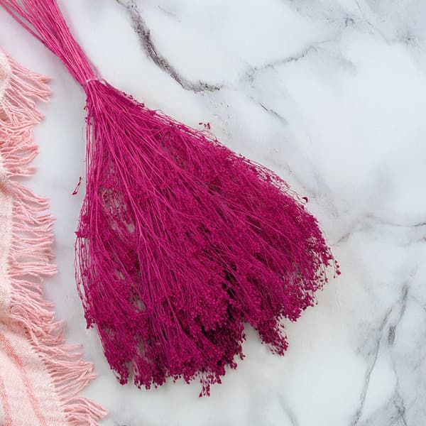 Kuivattu luudan kukinta - Luuta - Fuksia