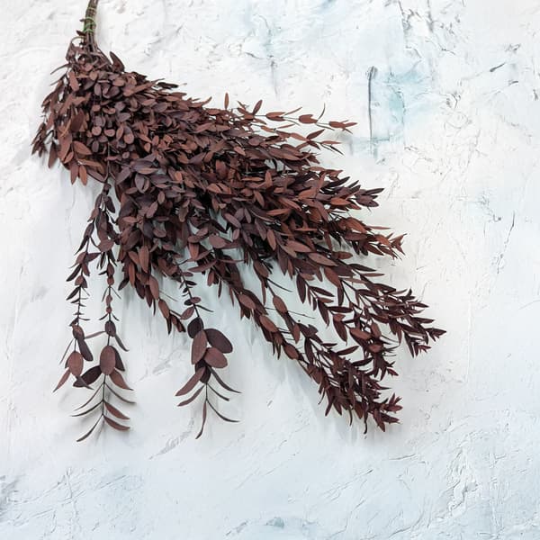 Stabiliseret Eukalyptus - Parvifolia - Rød