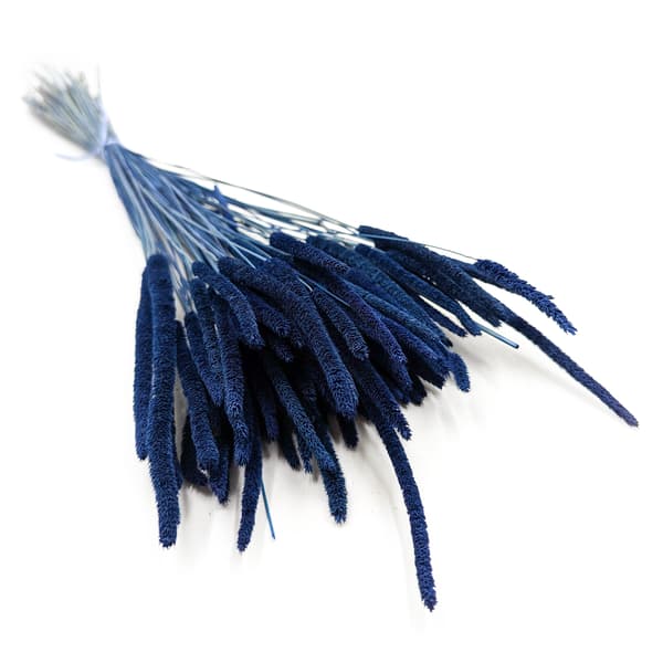 Tørret græs - Timothe (Phleum) - Blå
