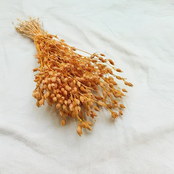 Silene - Fersken