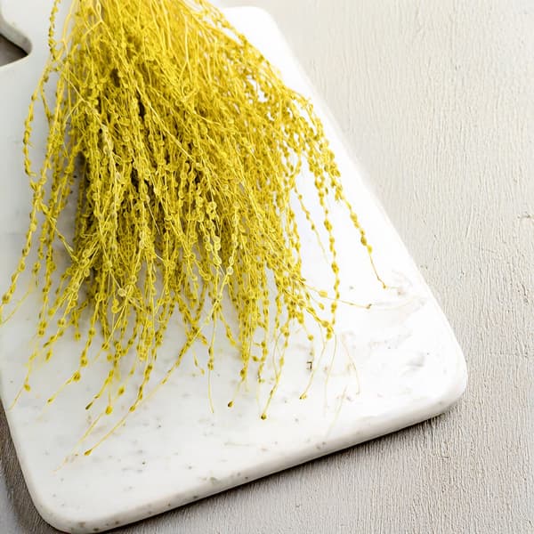 Lepidium (Lepidium sativum) - Gul